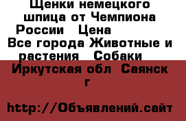 Щенки немецкого шпица от Чемпиона России › Цена ­ 50 000 - Все города Животные и растения » Собаки   . Иркутская обл.,Саянск г.